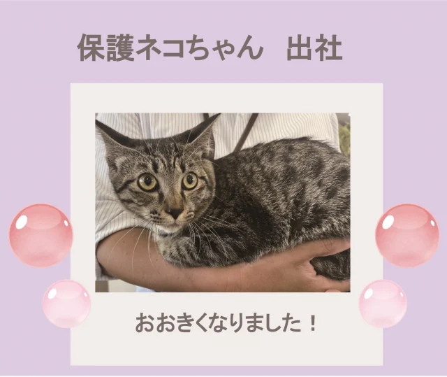 2024.9.27
保護ネコちゃん出社✨

5月に会社の駐車場で保護された保護ネコちゃん🐱その後は社員の家ネコちゃんとして暮らしてきました🐾
涼しくなり、久しぶりに出社しました♫たくさんの人がいて終始ドキドキでしたが、大人しくいい子で飼い主さんの仕事を見守っていました🐱
癒しをありがとう~~☺

#後藤設備工業　#みずらぼ高松サンフラワー通り店　#保護ネコ　#保護ネコ出身　　#家ネコ　#会社にネコがいる　#イカ耳　#ドキドキ