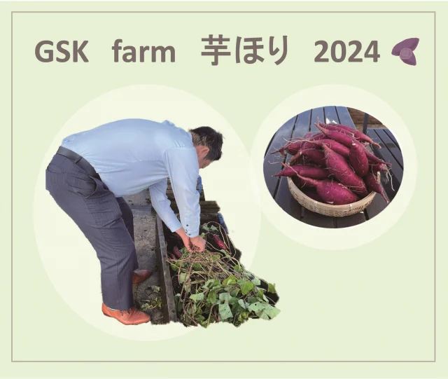 2024.10.30　芋ほり✨
本社屋上にある菜園【GSK　ファーム】は、芋ほりの季節になりました！本日はお天気もよく芋ほり日和🍠！大量のサツマイモは1週間ほど乾燥させたあと社員が持ち帰り、おいしくいただきます🥰毎朝欠かさずお世話をしていただいているＩ課長、いつもありがとうございます✨

#後藤設備工業　#みずらぼ高松サンフラワー通り店　#GSKファーム #設備屋さん #設備屋さんの作る野菜　#屋上菜園 #野菜 #会社菜園　#芋ほり　#サツマイモ